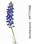 Texas Bluebonnet Clipart