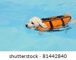Poodle Swimming