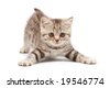 stock photo : Funny kitten