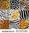 Different Animal Patterns