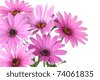 Pink+daisy+flower+clip+art