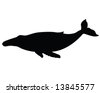 Humpback Whale Vector