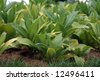 stock-photo-monoculture- ... stock-photo-monoculture- ...