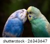 Kissing+parakeets