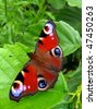 stock photo : Peacock butterfly on leaf