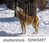 stock photo : Singing wolf