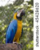 Blue+and+gold+macaw+parrots