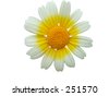 Daisy+flower+white+background