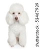 Poodle White Background