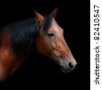 stock-photo-beautiful-russian-trotter-named-rur-prize-winner-of-the-st-petersburg-international-horse-82410547.jpg
