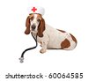 stock photo : Basset Hound wearing a nurse hat and stethoscope. Isolated on white.