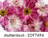 Pink+daisies+background
