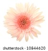 Pink+daisy+flower+clip+art