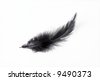 Black Bird Feathers