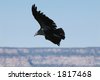 California+condor+flying