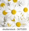 Daisies+background