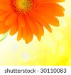 Colorful+daisies+background