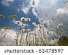 Field+of+daisies+background