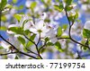 White+flowering+dogwood+tree+facts