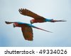 Macaws+flying
