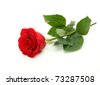 stock photo : Fine rose